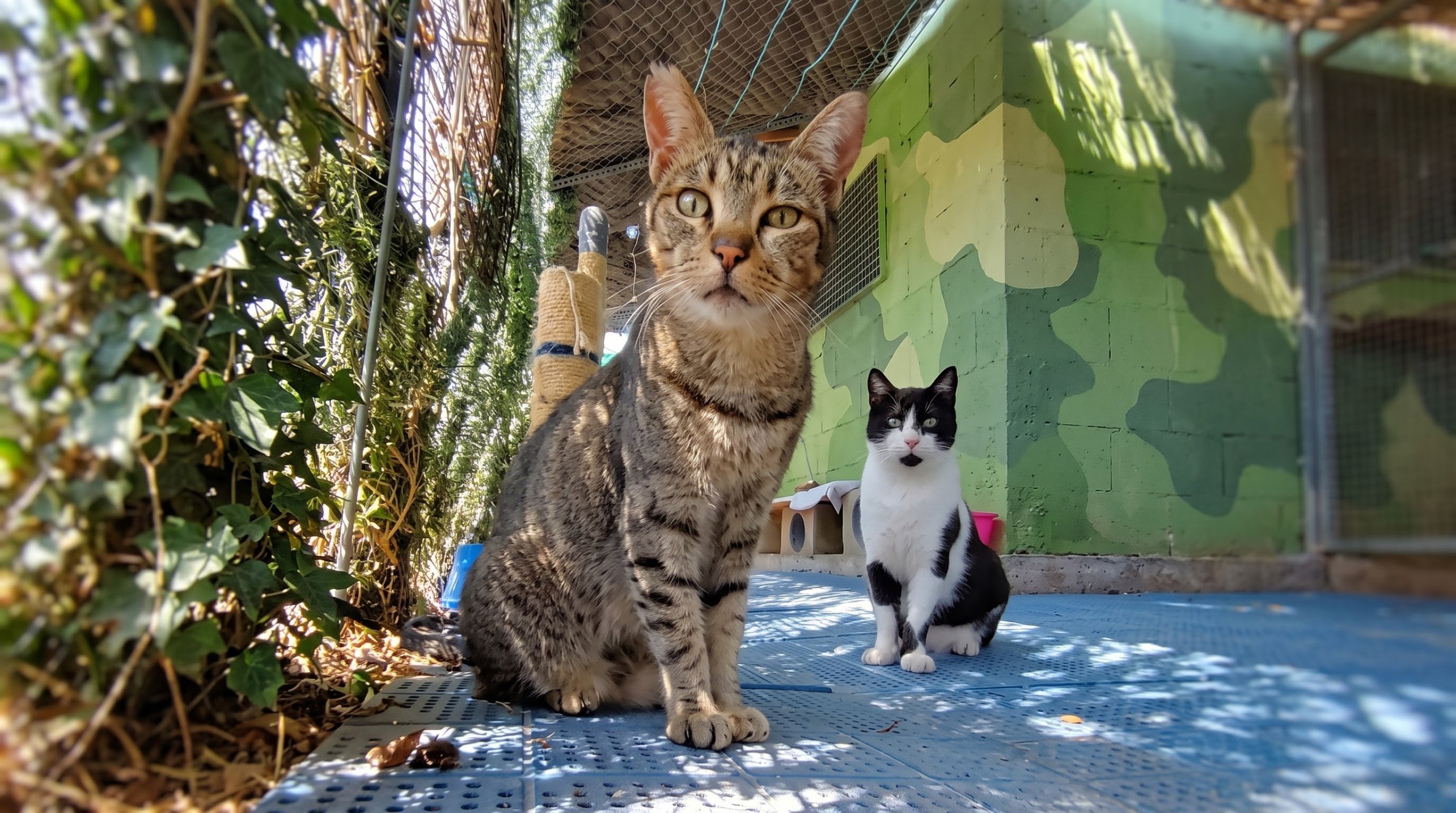 Gato atigrado y gato blanco y negro sentados en un patio con plantas
